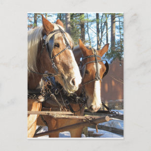 Winterpferde Sturbridge Village, Massachusetts Postkarte