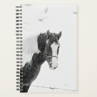 Winterpferdefoto Equin Pferd Schneesturm Planer