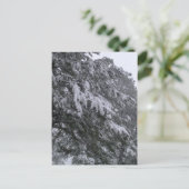 Winterpine-Postkarte Postkarte (Stehend Vorderseite)