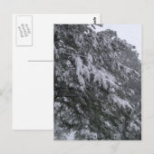 Winterpine-Postkarte Postkarte (Vorne/Hinten)