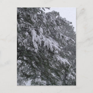 Winterpine-Postkarte Postkarte
