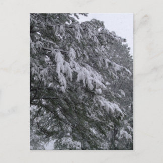 Winterpine-Postkarte Postkarte
