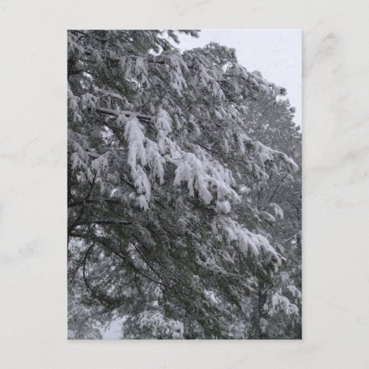 Winterpine-Postkarte Postkarte (Vorderseite)