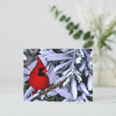 Winterroter Kardinal Postkarte (Stehend Vorderseite)
