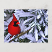 Winterroter Kardinal Postkarte (Vorderseite)