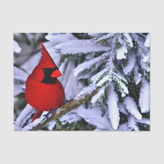 Winterroter Kardinal Seidenpapier (Vorderseite)