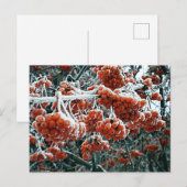Winterrowan im Schnee Postkarte (Vorne/Hinten)