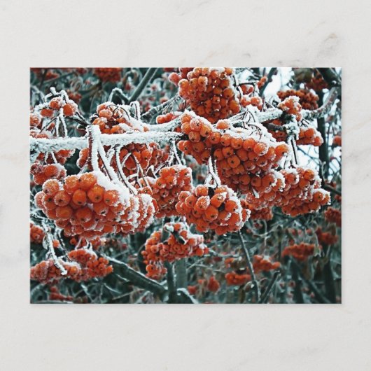 Winterrowan im Schnee Postkarte (Vorderseite)