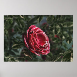 Winter's Parting Geschenk Print Poster