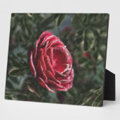 Winter's Parting Gift Foto Plaque Fotoplatte (Seite)