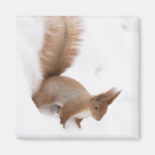 Winterscheißel Magnet (Vorne)
