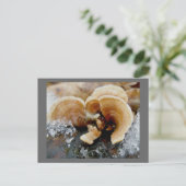Winterschelf-Pilz-Postkarte Postkarte (Stehend Vorderseite)