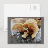 Winterschelf-Pilz-Postkarte Postkarte (Vorne/Hinten)