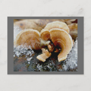 Winterschelf-Pilz-Postkarte Postkarte