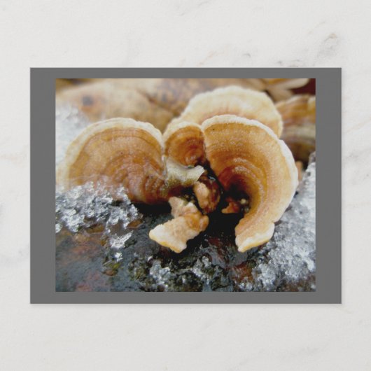 Winterschelf-Pilz-Postkarte Postkarte (Vorderseite)