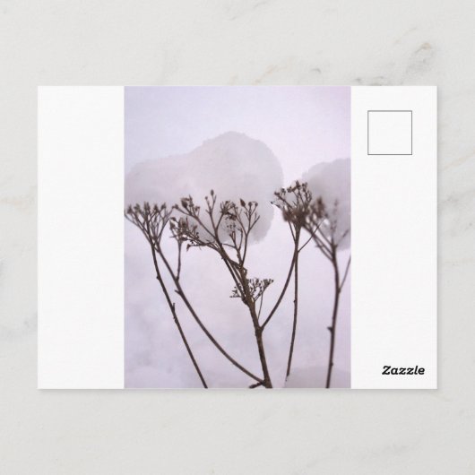 Winterschnee Foto Postkarte (Rückseite)