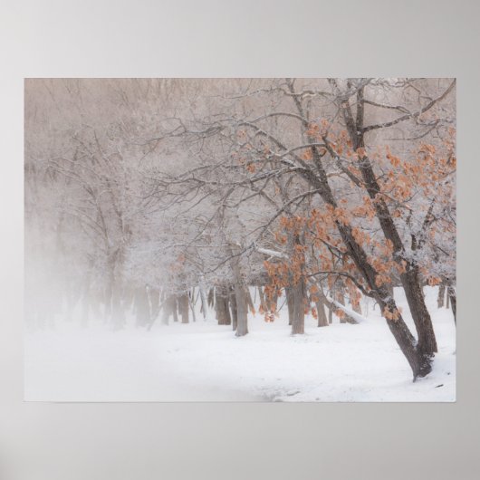 Winterschnee | Kussharo-See Poster (Vorne)