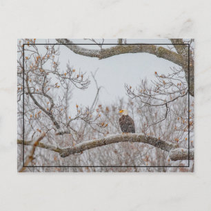 Winterschnee mit Adler Postkarte
