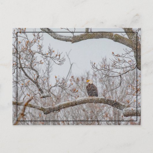 Winterschnee mit Adler Postkarte (Vorderseite)