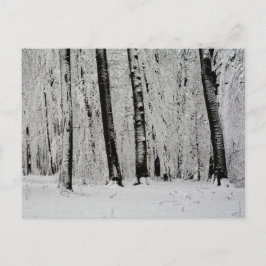 Winterschneebaume - - postkarte