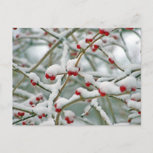 Winterschneeberries Postkarte (Vorderseite)