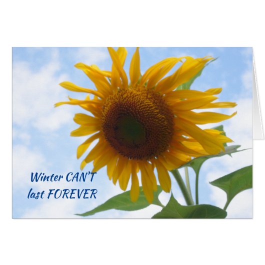Wintersonnenblume (Vorderseite (Horizontal))