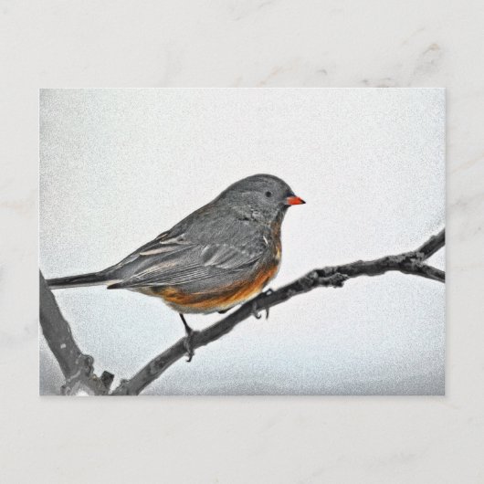 Wintersparrow Postkarte (Vorderseite)