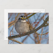 Winterspinenpostkarte Postkarte (Vorne/Hinten)