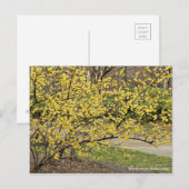 Wintersüß: Soshin-robai [Postkarte] Postkarte (Vorne/Hinten)