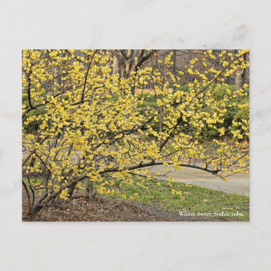 Wintersüß: Soshin-robai [Postkarte] Postkarte (Vorderseite)