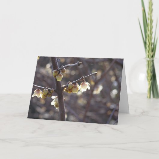 Wintersweet-Karte (Chimonanthus praecox) Feiertagskarte (Vorderseite)