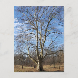 Wintersycamore Tree Postkarte