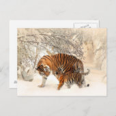 Wintertiger-Postkarte Postkarte (Vorne/Hinten)