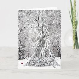 Winterurlaubskarte: Boston Public Garden Park Feiertagskarte