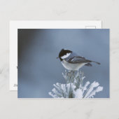 Wintervogel auf Mattierter Kiefernabzweigung Feiertagspostkarte (Vorne/Hinten)