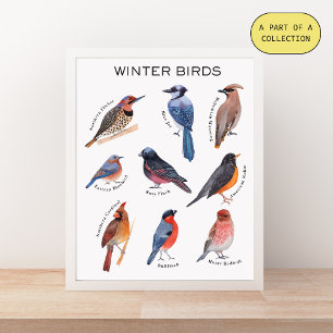 Wintervögel Bildungsplakat Poster
