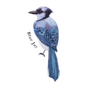 Wintervögel Bildungsplakat Poster