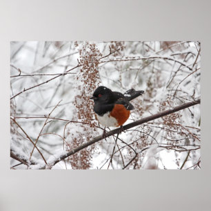 Wintervogel im Schnee Poster