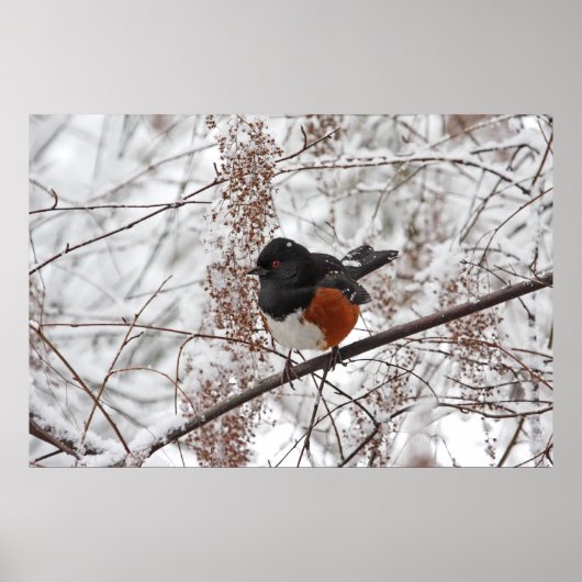 Wintervogel im Schnee Poster (Vorne)
