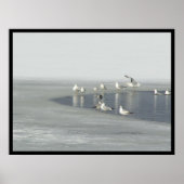 Wintervögel Poster (Vorne)