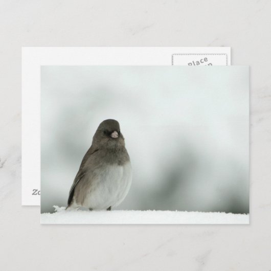 Wintervogel Postkarte (Vorne/Hinten)