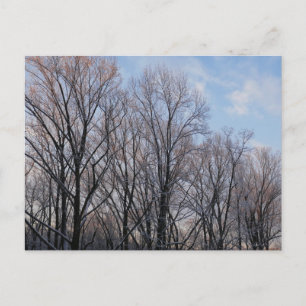 Wintervormittag III Naturlandschaft Postkarte