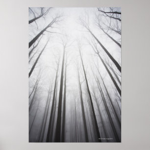 Winterwald im Nebel, New-Jersey Poster