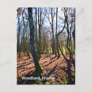 Winterwald in Frankreich Postkarte