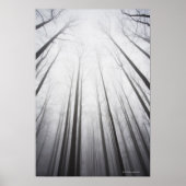 Winterwald in Nebel, New Jersey Poster (Vorne)