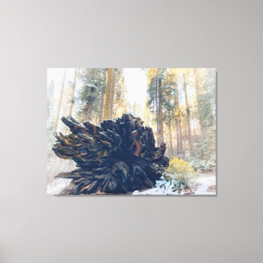 Winterwald mit gefallenem Sequoia Tree Root Leinwanddruck (Vorderseite)