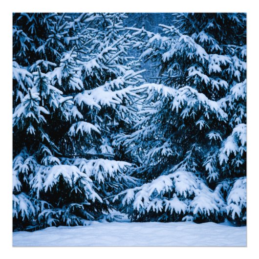 Winterwald Weihnachtsbaum Fotodruck (Vorne)