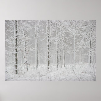Winterwaldlandschaft mit schneebedeckten Winterbäu Poster