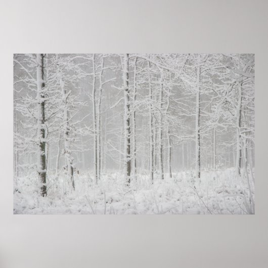 Winterwaldlandschaft mit schneebedeckten Winterbäu Poster (Vorne)