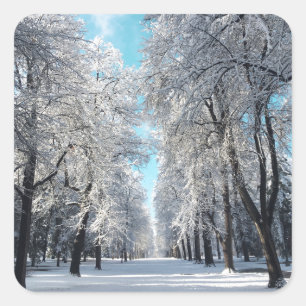 Winterwanderung im Park Quadratischer Aufkleber